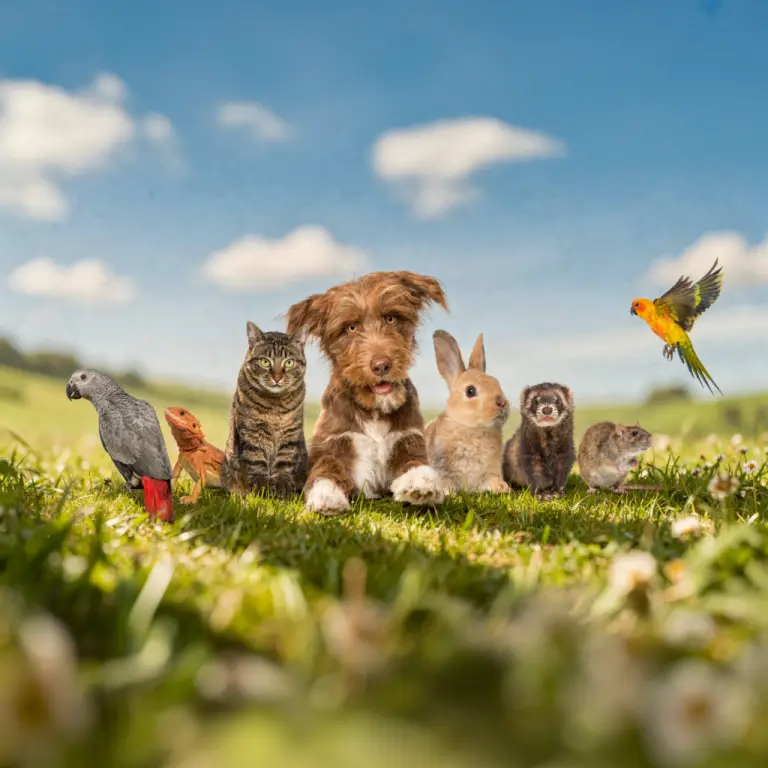 Chiens, chats, lapins, rongeurs, oiseaux et reptiles pris en charge en clinique vétérinaire